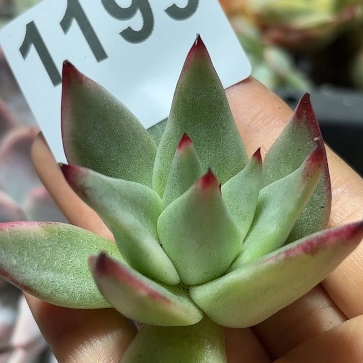多肉植物满18包邮