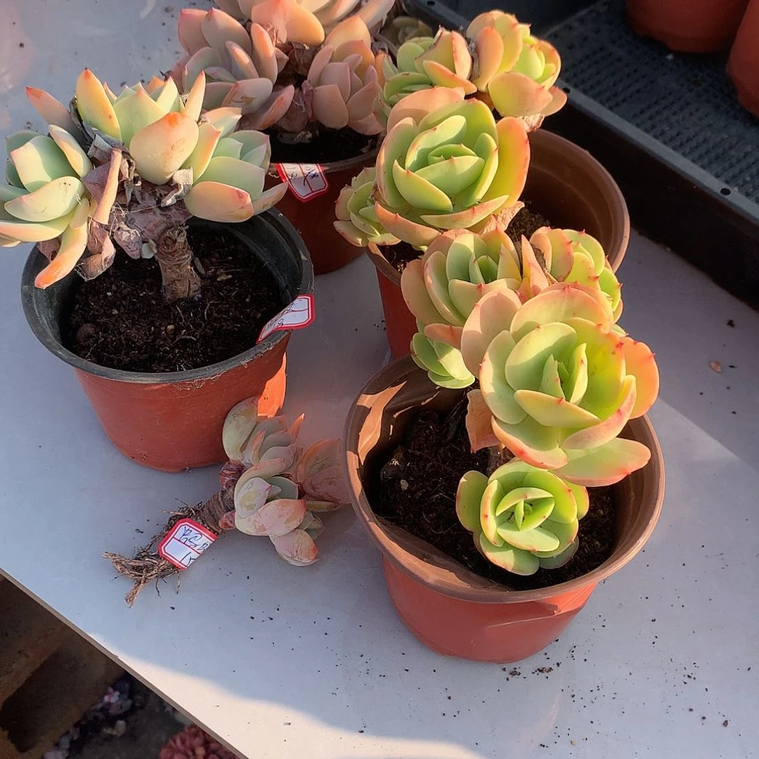 鸡蛋碧桃两颗，白凤三颗