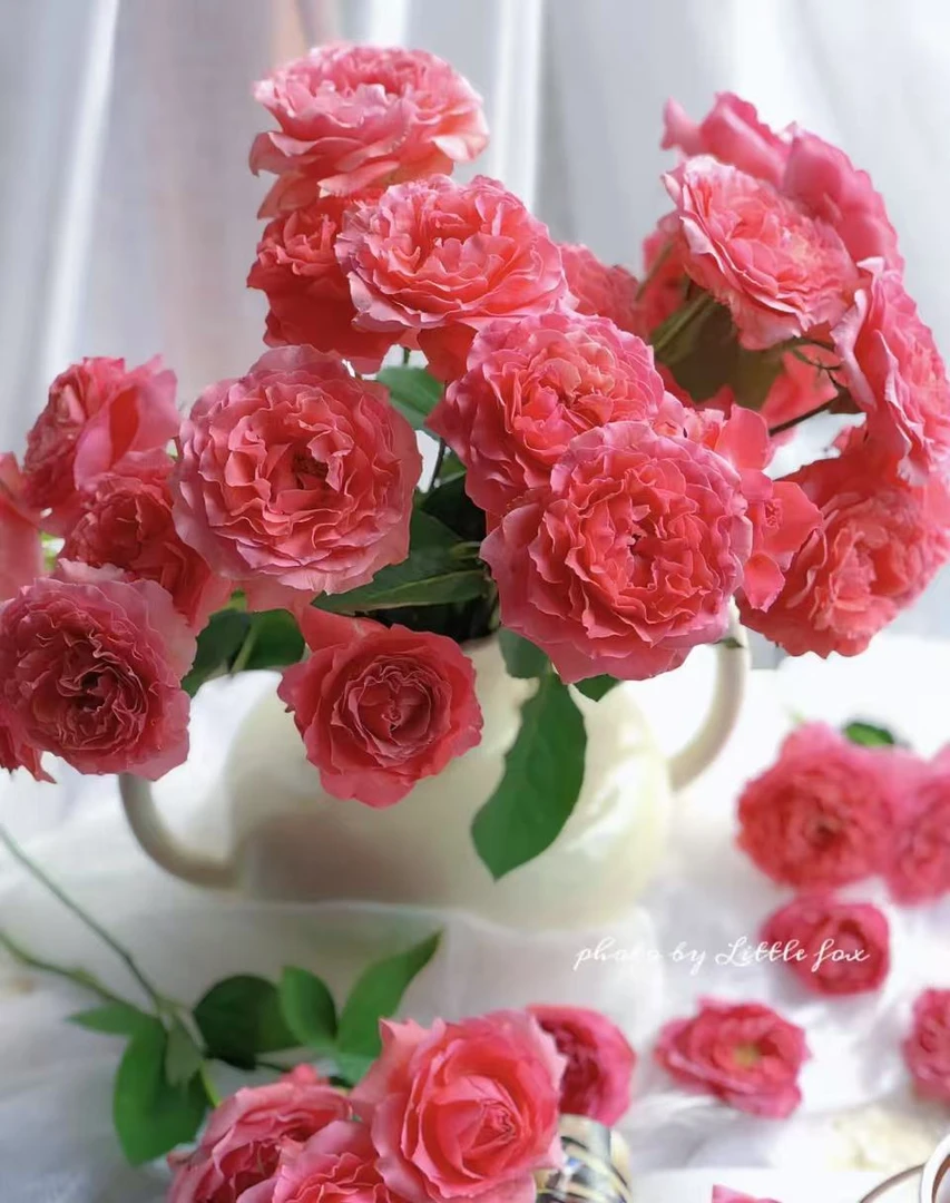 玫瑰大叔 【珊瑚果冻】 灌木勤花丰花期久耐热耐晒庭院阳台花园店庆