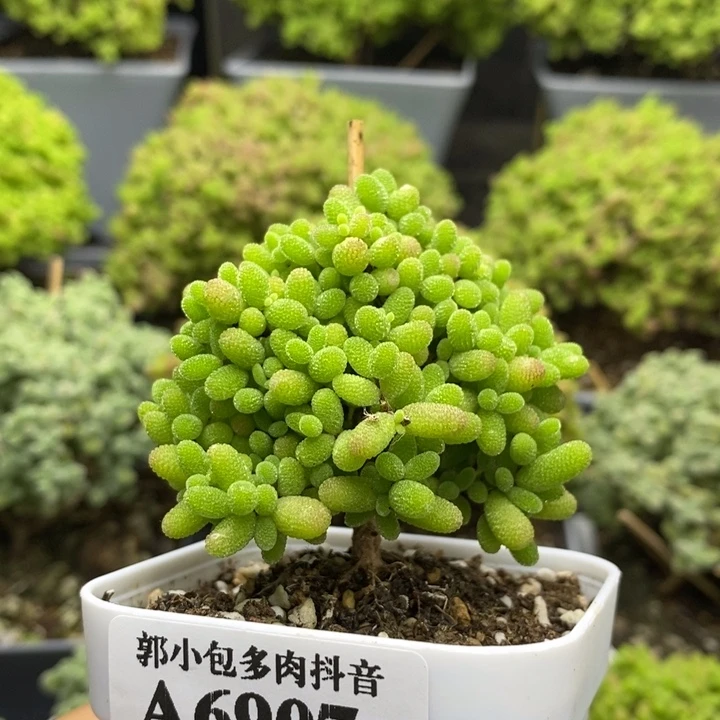 蜜橘糖球6907枝干番杏