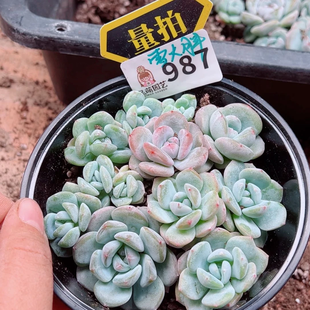 多肉植物多肉植物