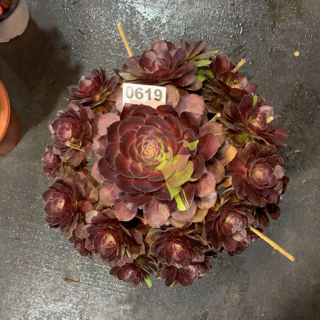 黑美人619法师多肉植物88000000000