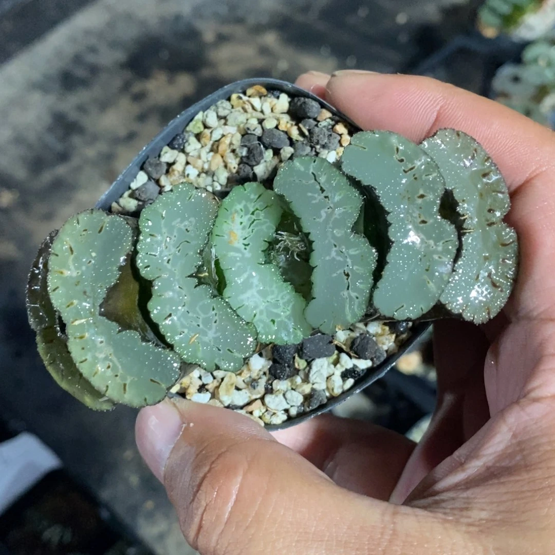 1301 一颗大年份玉扇 超级618福利