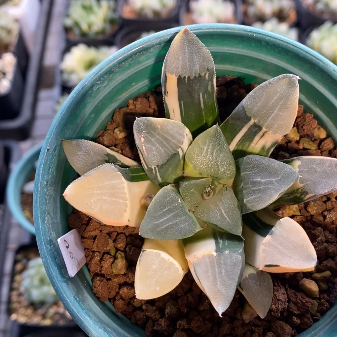 一颗实生大克锦