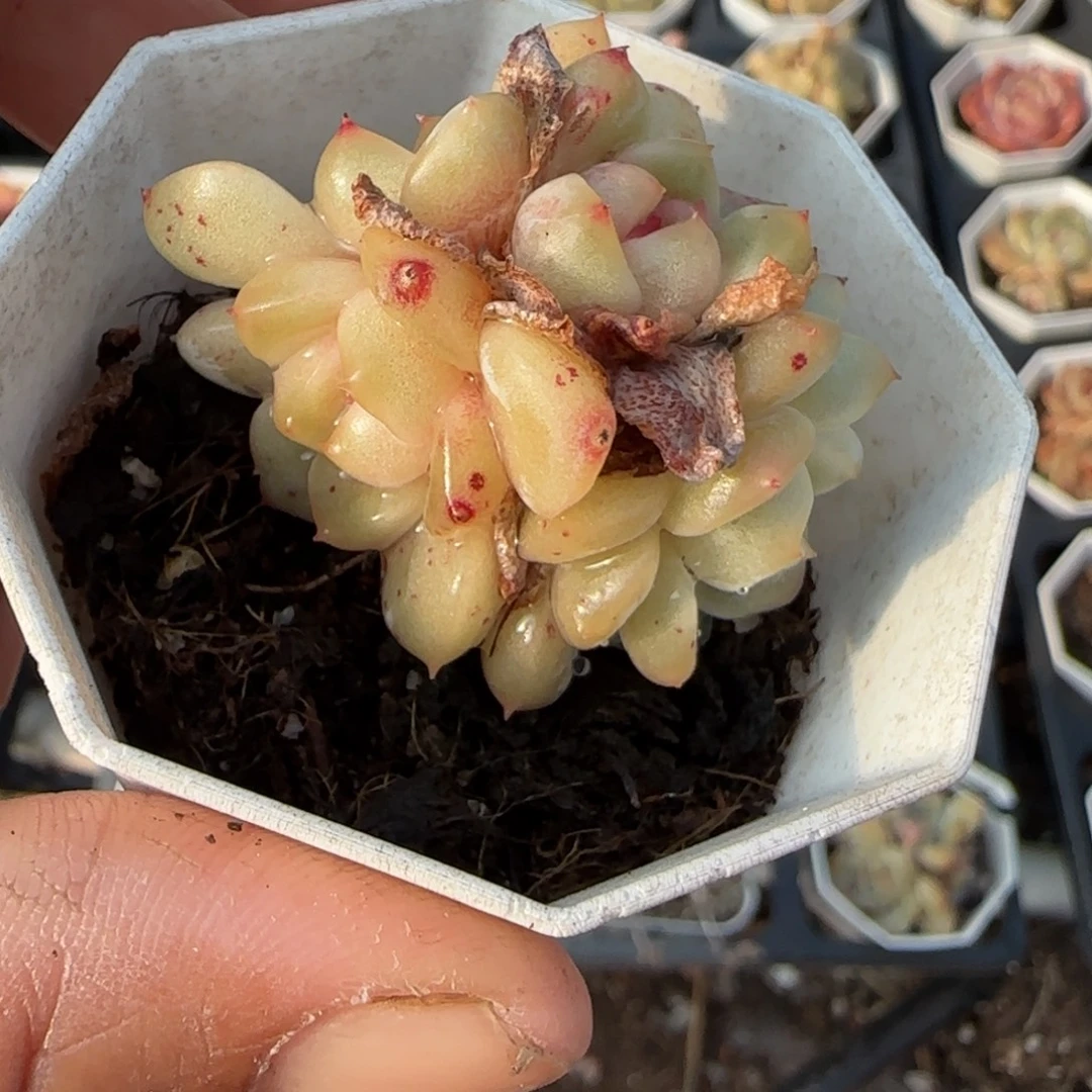 多肉小卡拉米糖心一物一拍