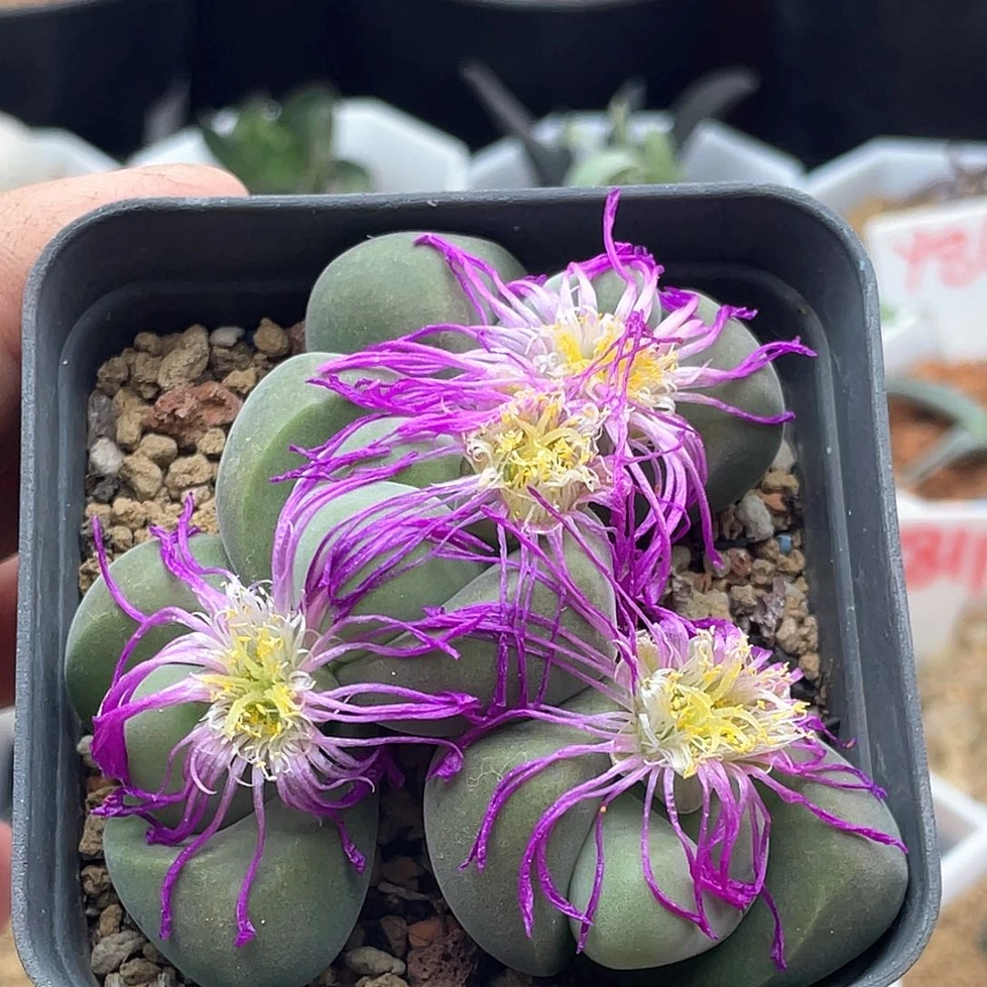 实生群生无比玉 致远多肉