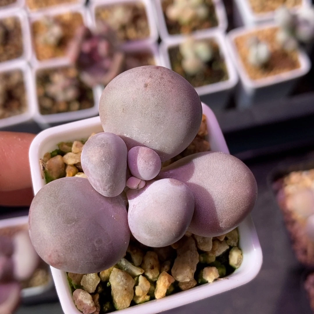 咔咔的大叶奶专拍