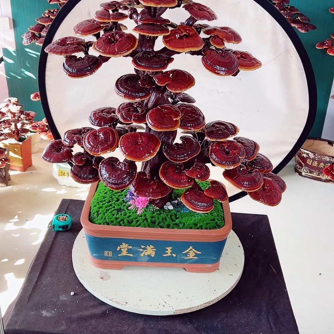 【闪购商品】无花朵