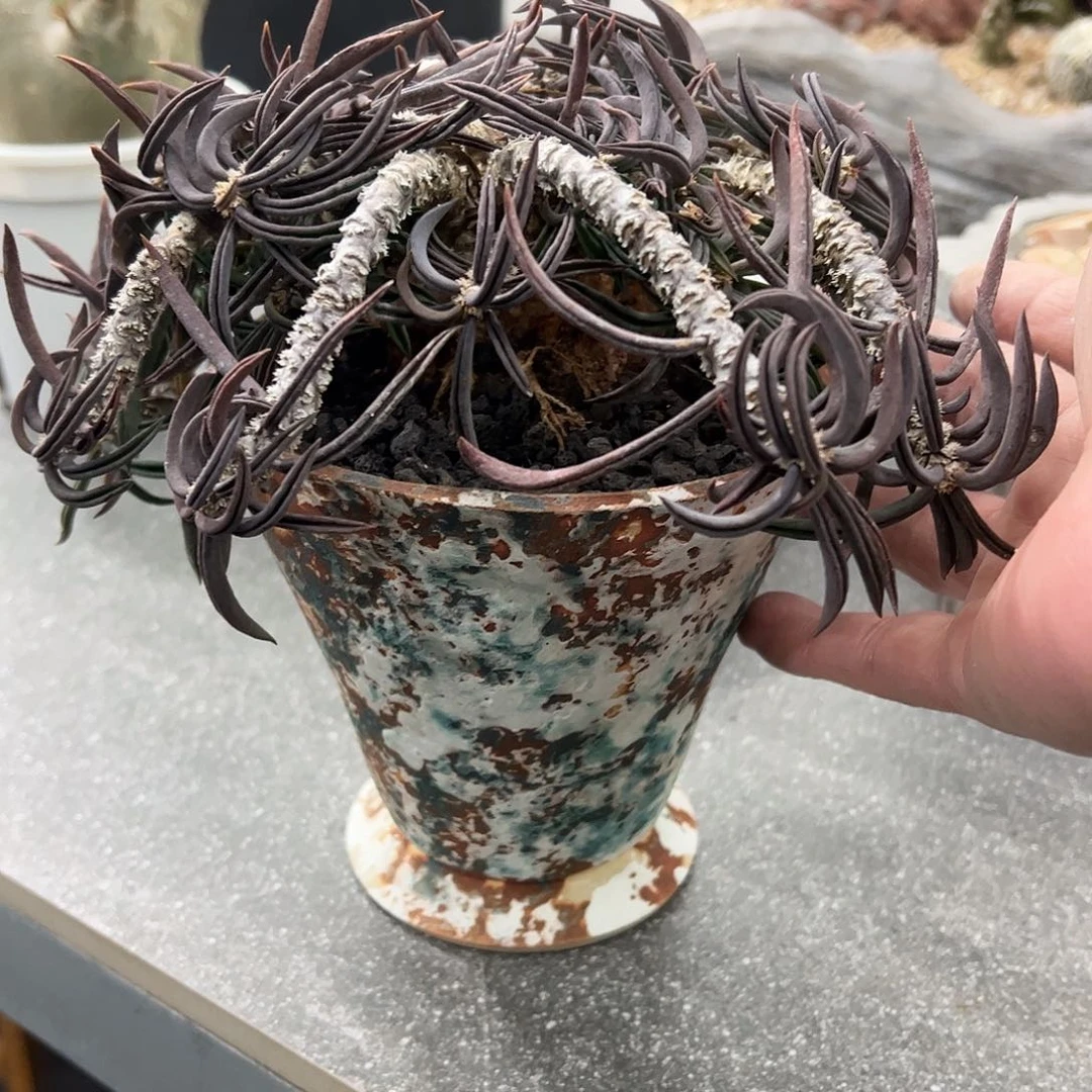 肥***6大雀舌筒叶麒麟6688888