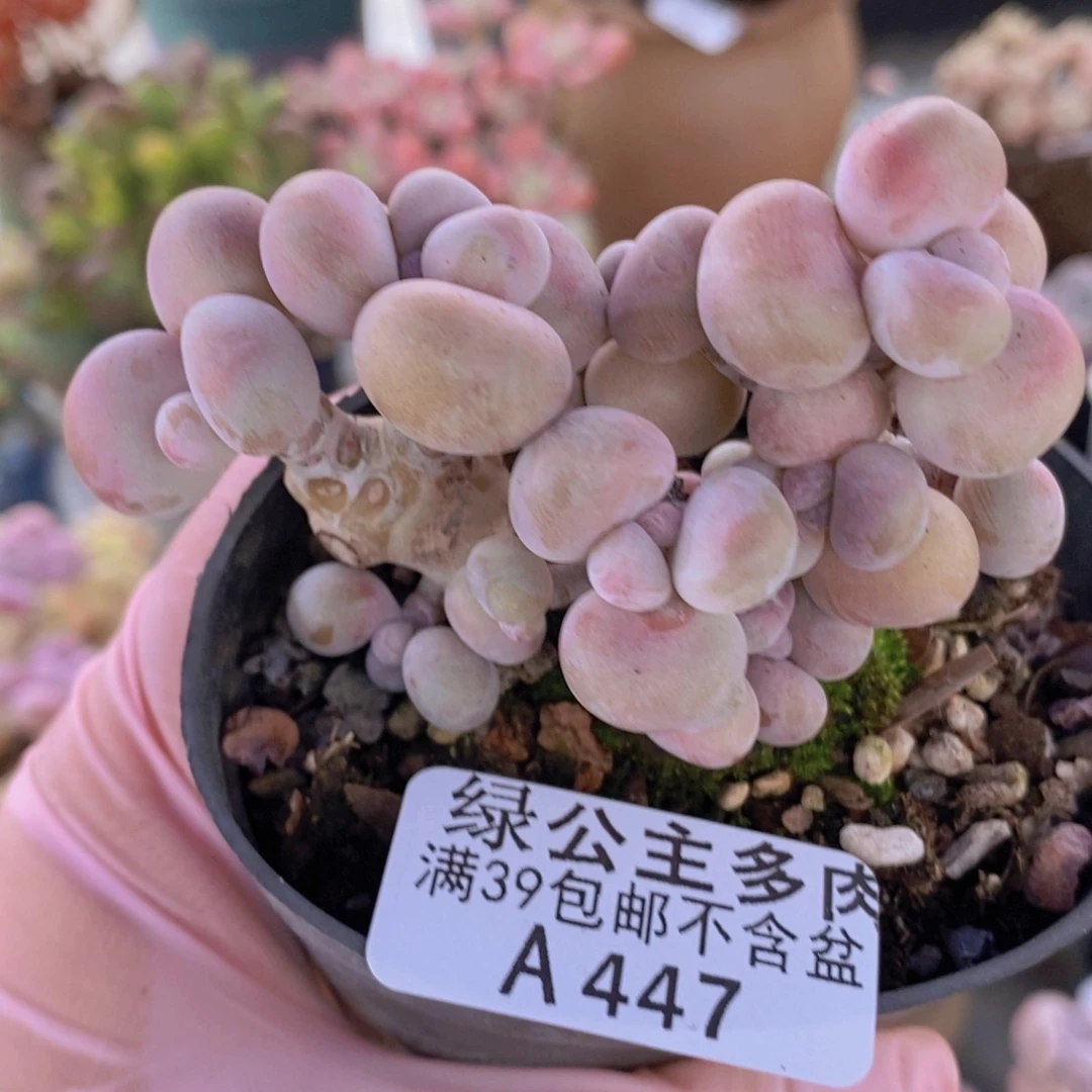 腰子桃蛋7cm447多肉植物
