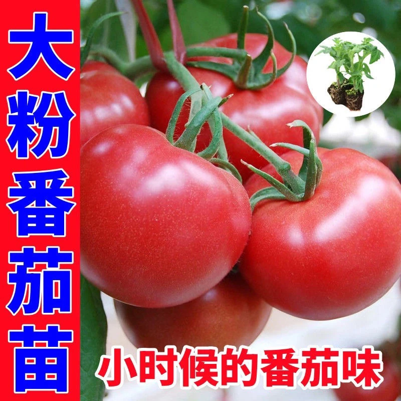 （直播福利款)西红柿，辣椒随机发一元20颗