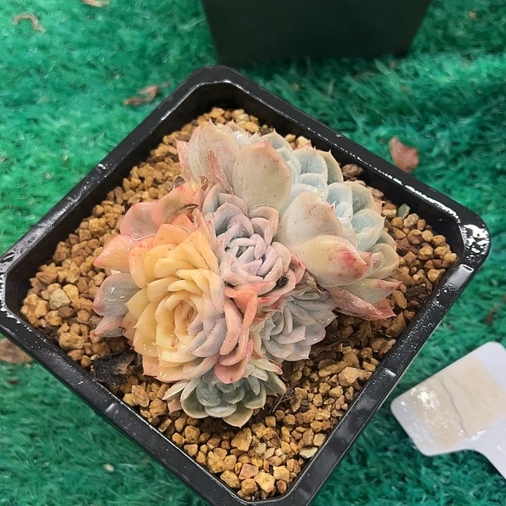 雪球锦，，，，，，，，，，，，，，，