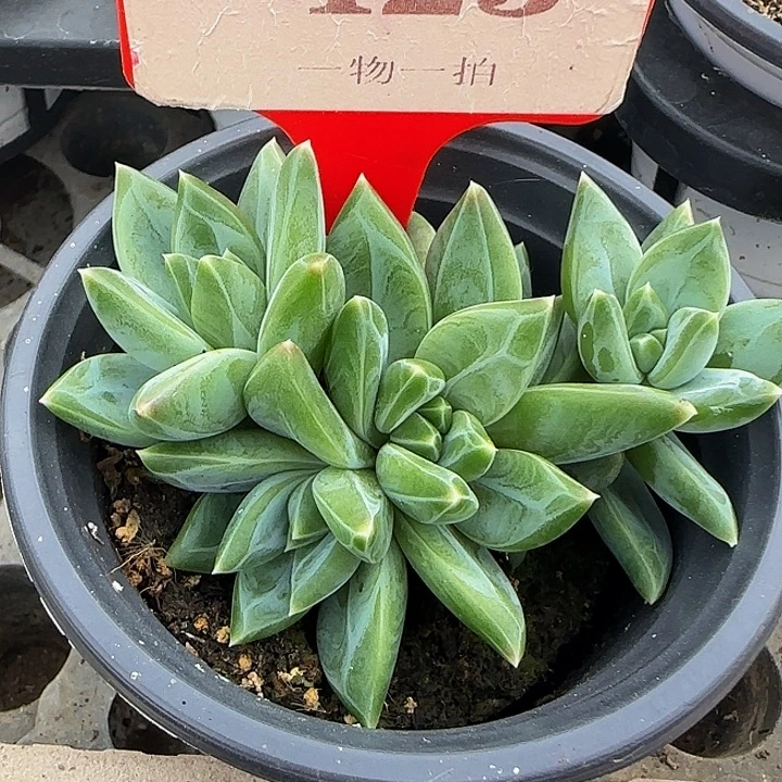 巴斯光年423多肉植物