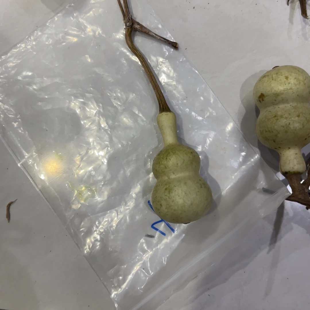 8***8青皮不包成青皮不包成