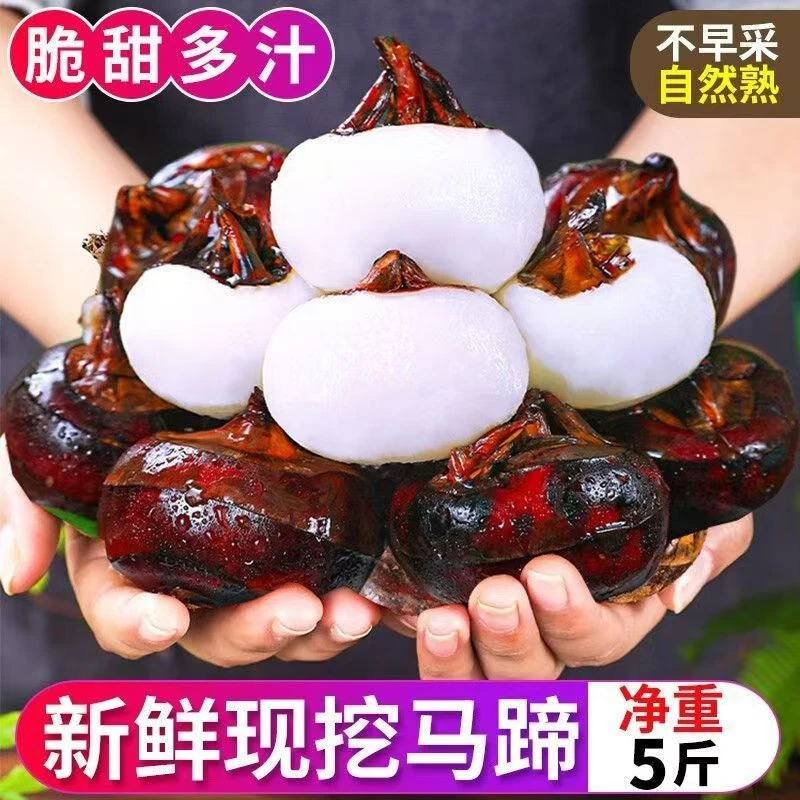 【9`9/5斤】当季新鲜马蹄荸荠现挖地梨即食水果脆甜多汁农家种植
