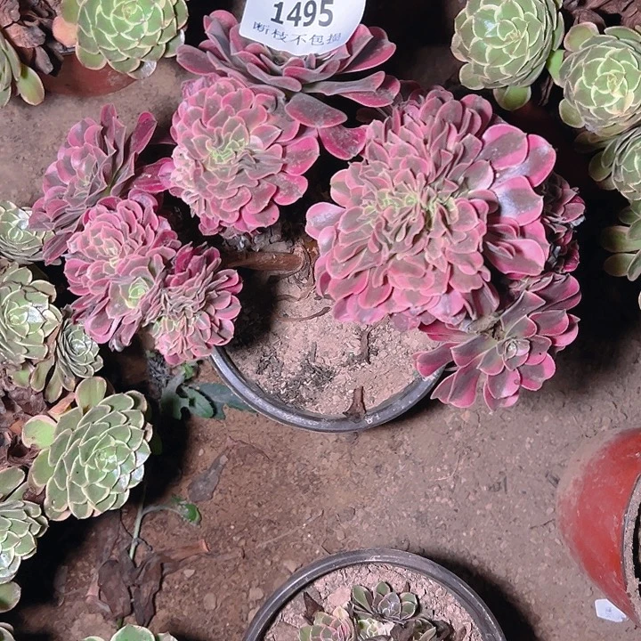 1495美杜莎缀多肉植物