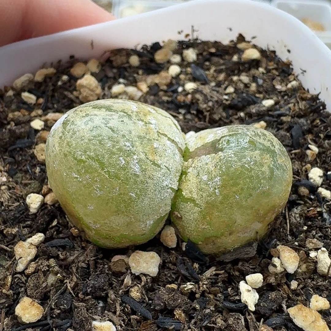老马生石花3.3双头灯泡1711