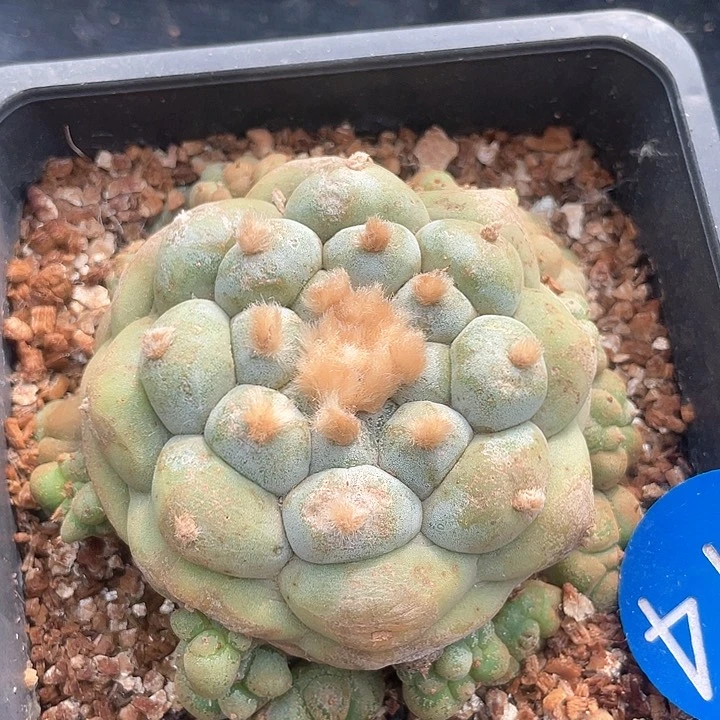 仙人球落地自根大尤114