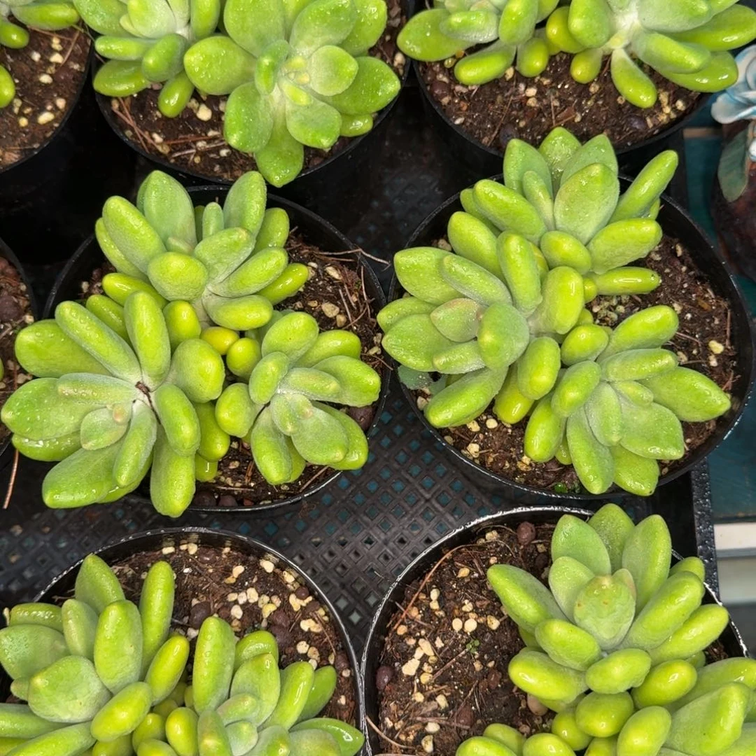 从前慢多肉编号-芒果奶群3头