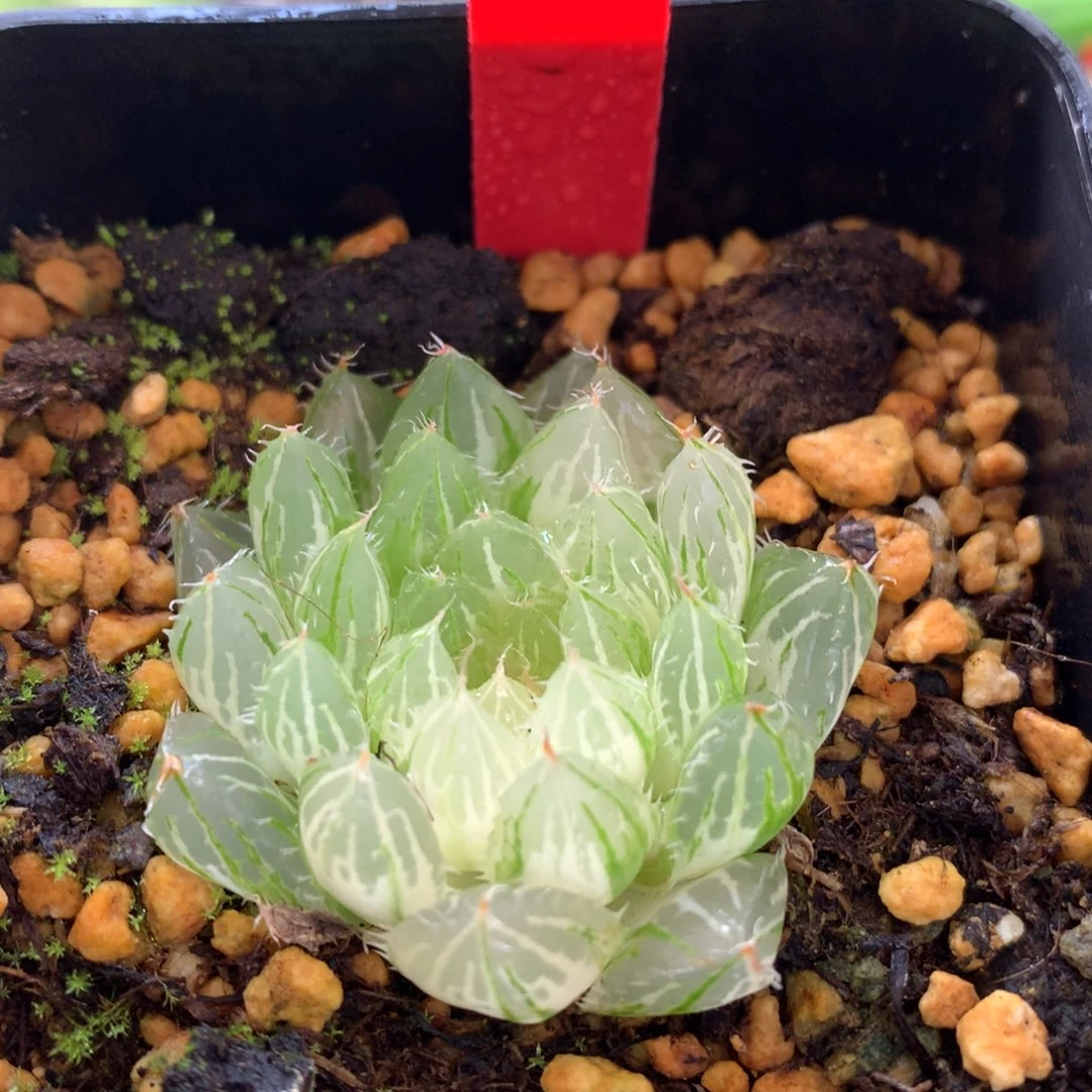 实生大卫玉露锦，带盆发货