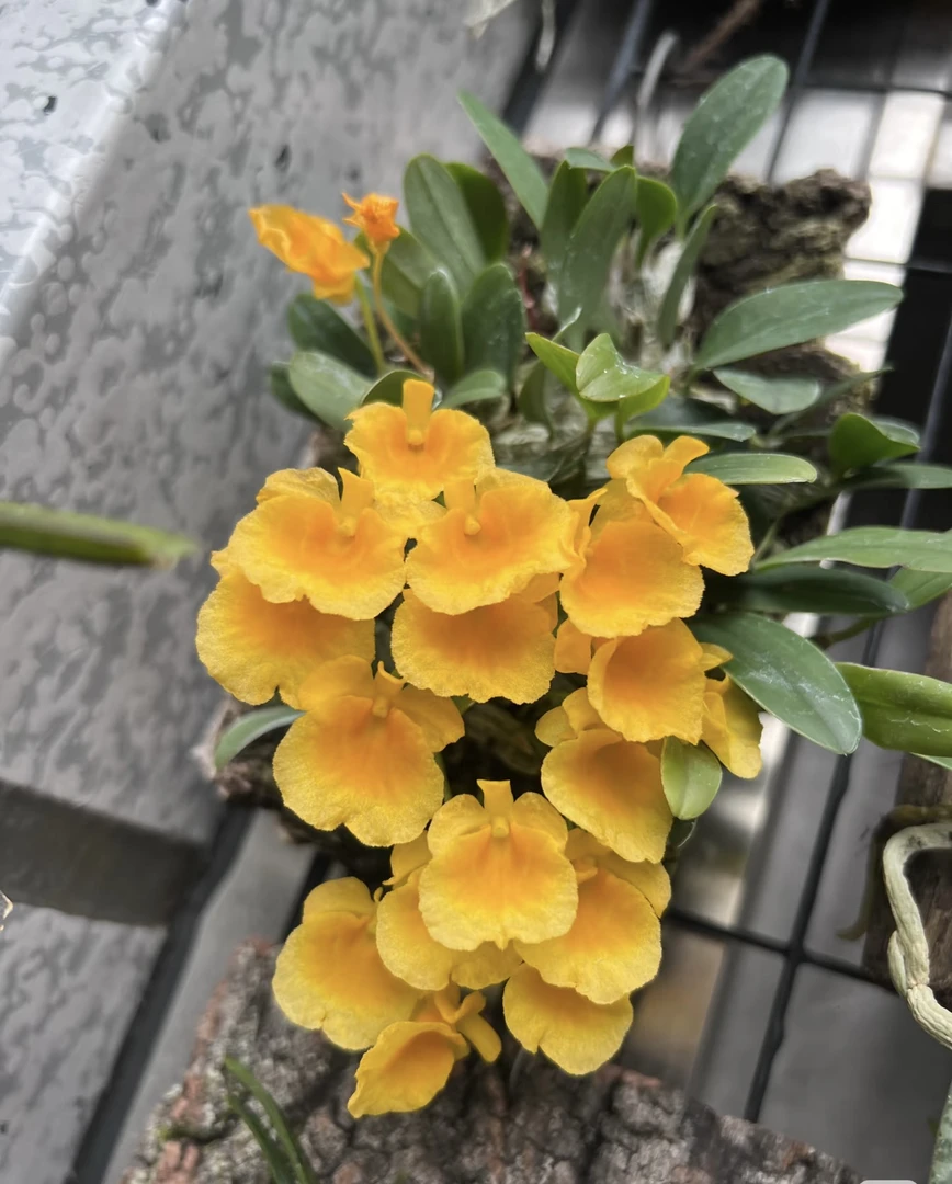 小龟贝石斛 直播间一物一拍花期4-5月