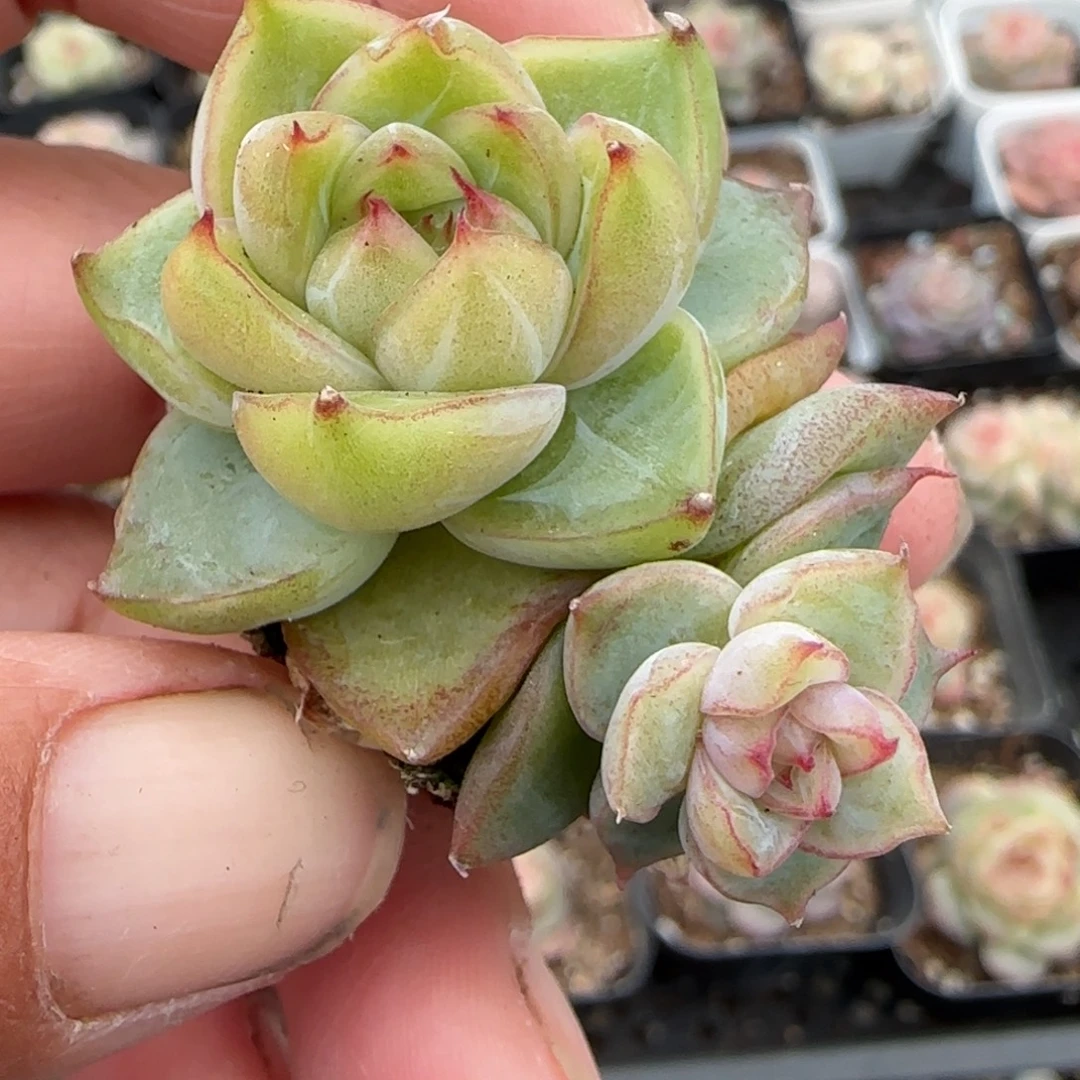 多肉小卡拉米糖心一物一拍