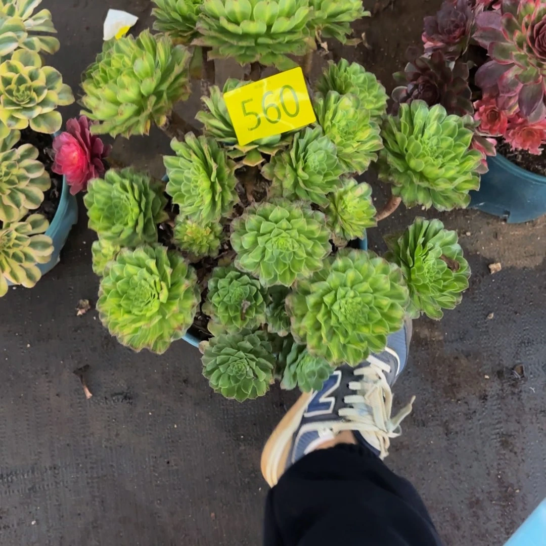 哈哈多肉葡萄福利560