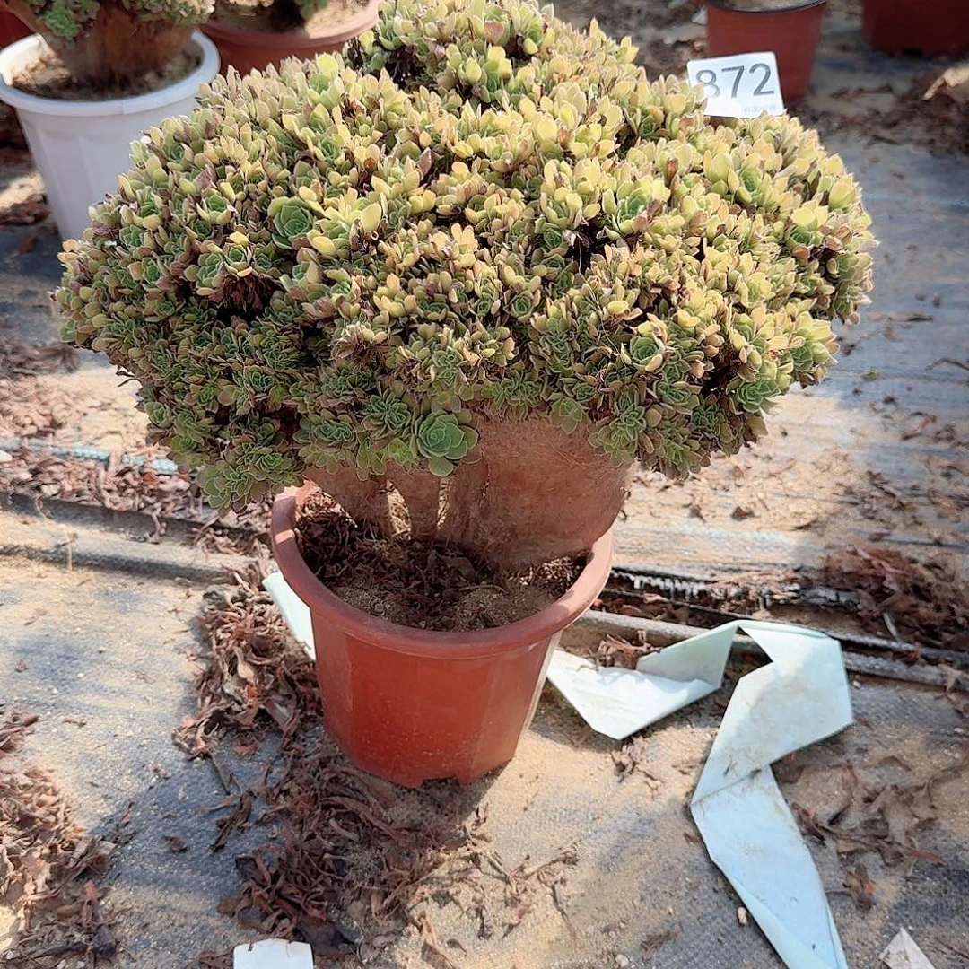 872玫瑰朵朵一颗呀