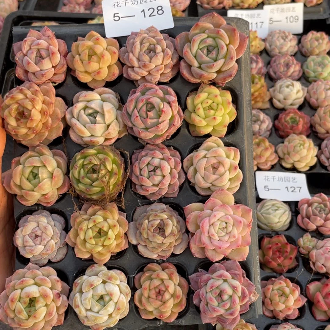 一物一拍20颗小苗5-128