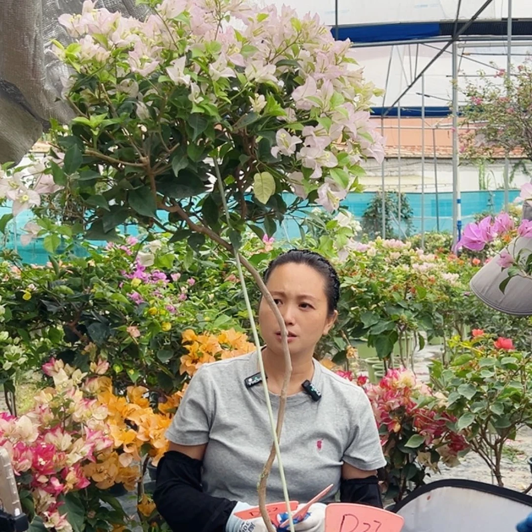 江***雨大部分花苞少量开放D27丽娜