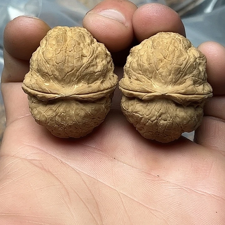 核桃43号粗筋元宝40尺