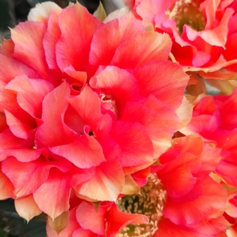 丽38侧芽斑点花卉绿植室内好养满20米包邮