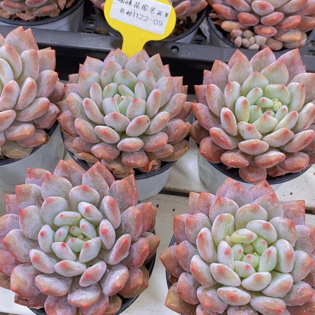 1122-09-精品母本老桩奶油半夏单头一个