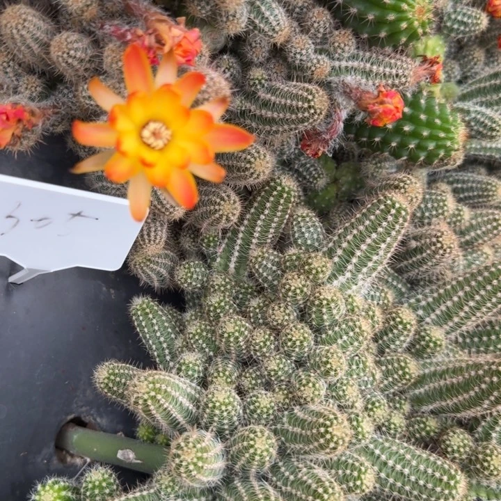 白檀仙人掌305侧芽群随机