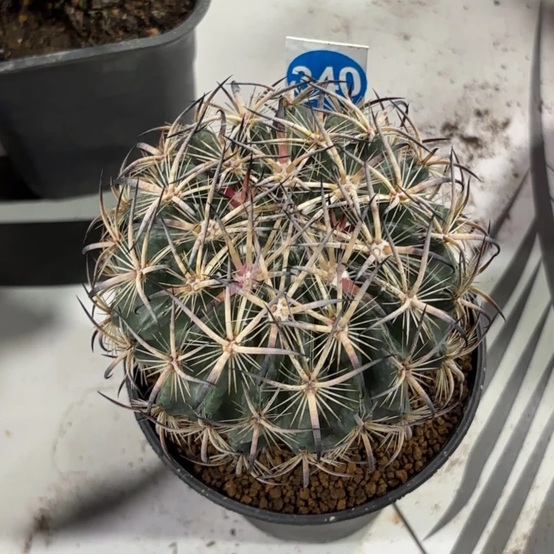 340实生虎爪带盆带土发货