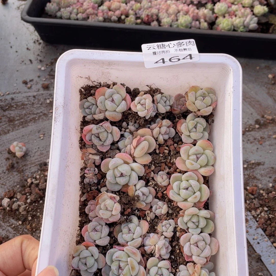 幸****x云糖心多肉植物464