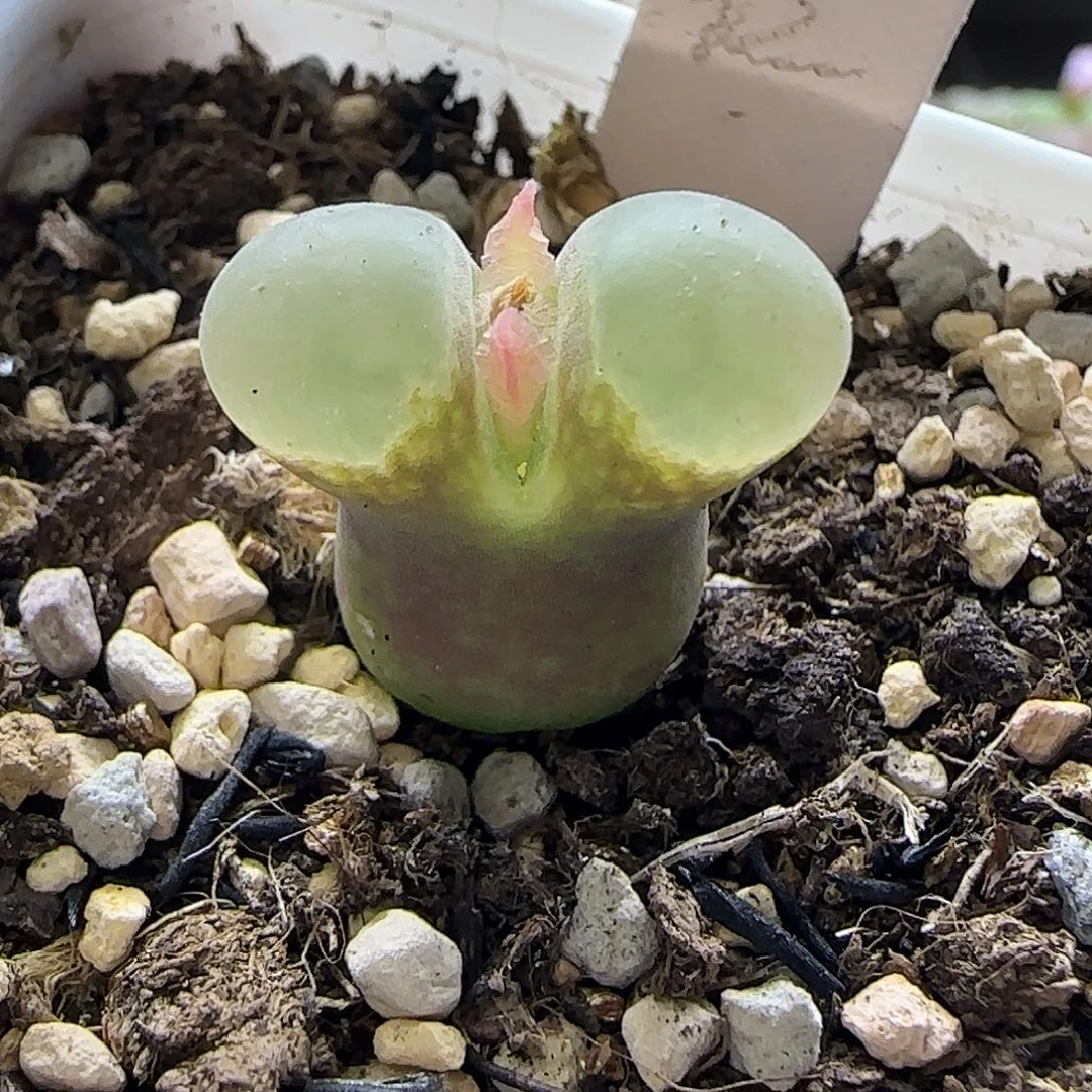 035日红带盆土1.7厘米