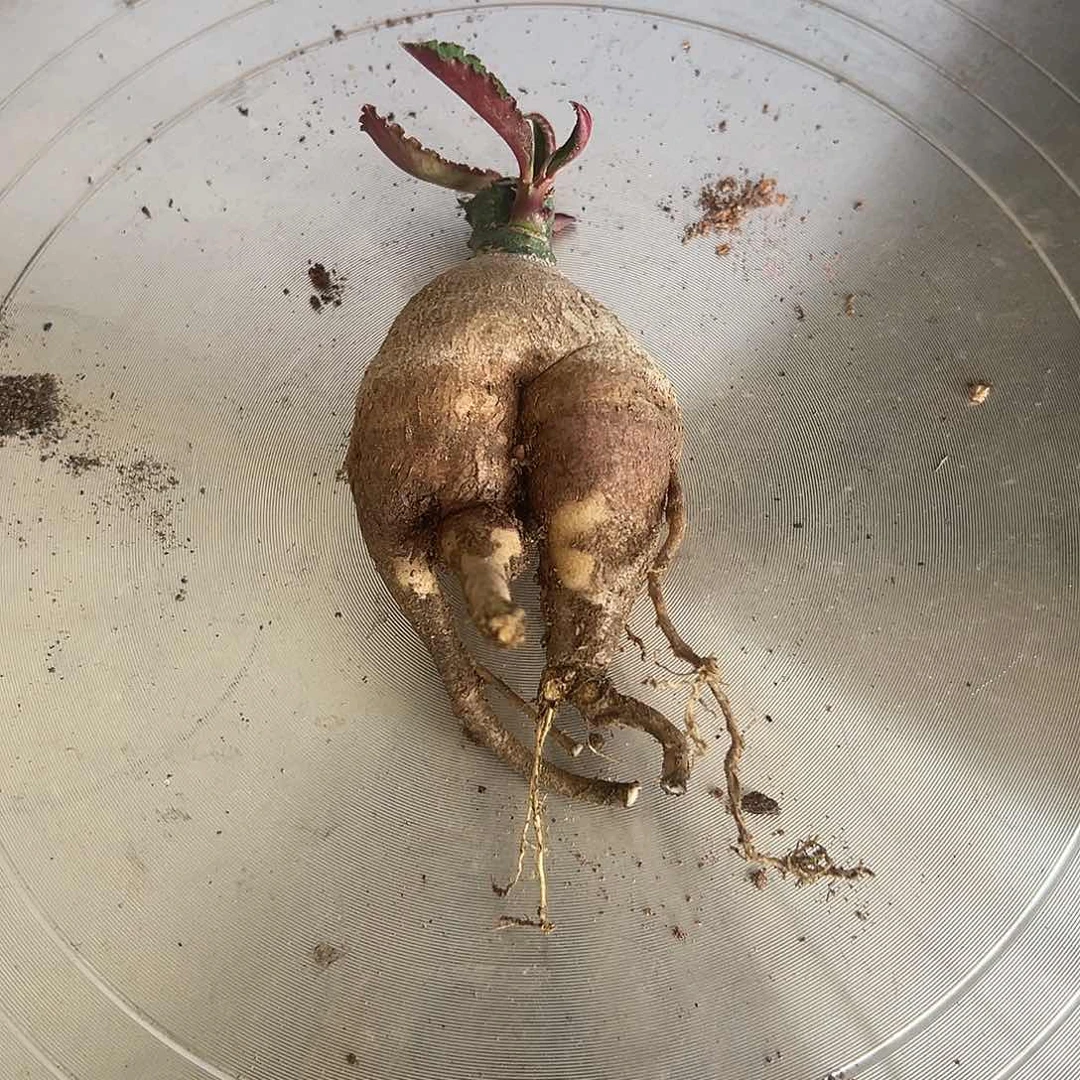 开***黄单腺麒麟锦带盆