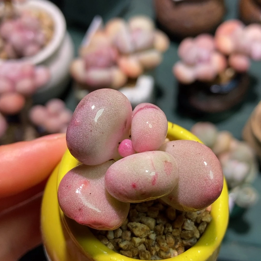 刀刀油煎丸子多肉专拍