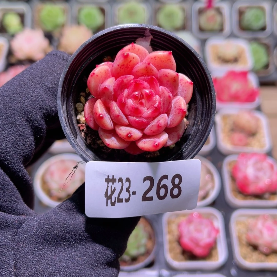 花利美23-268灵翠