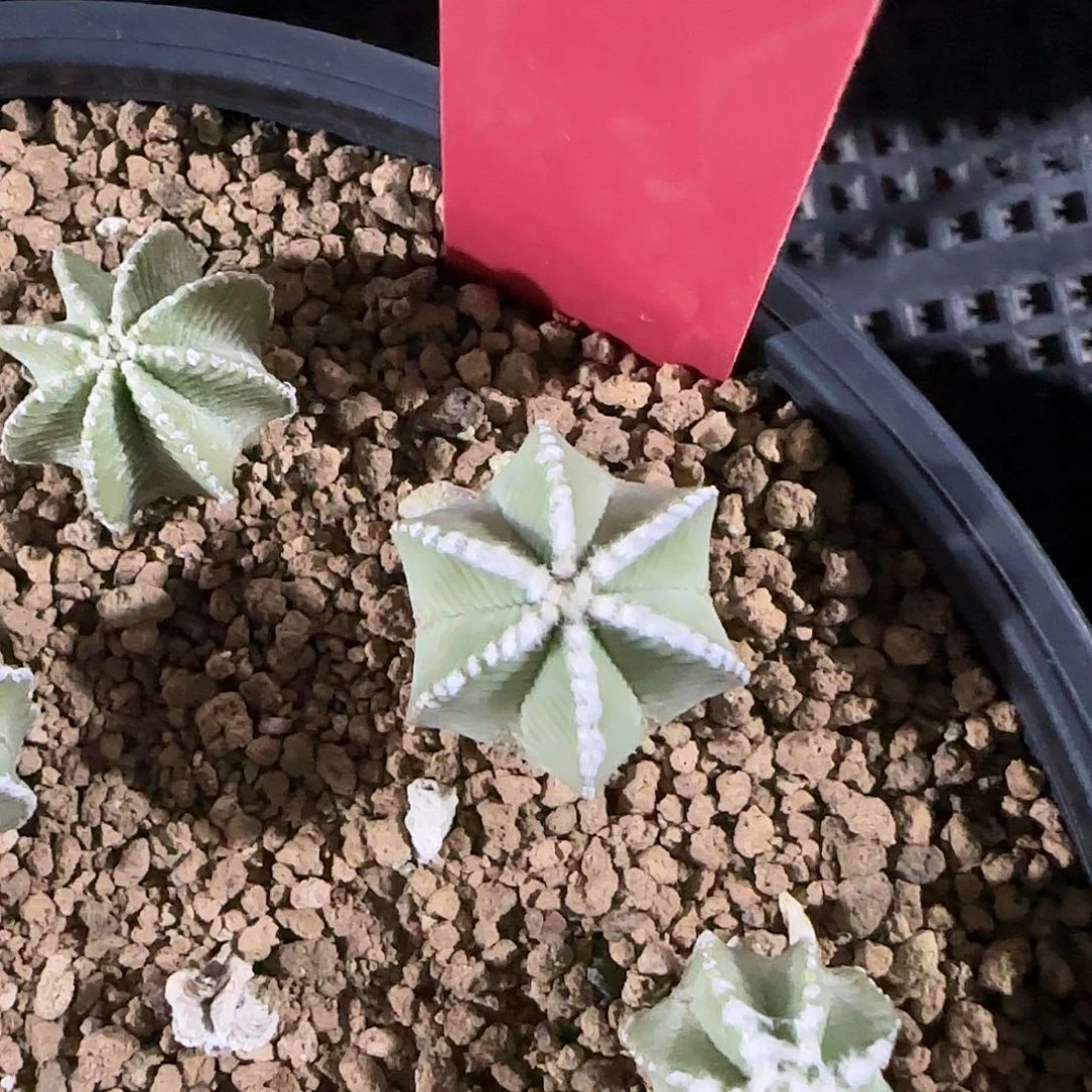 泰国米哈689-0510