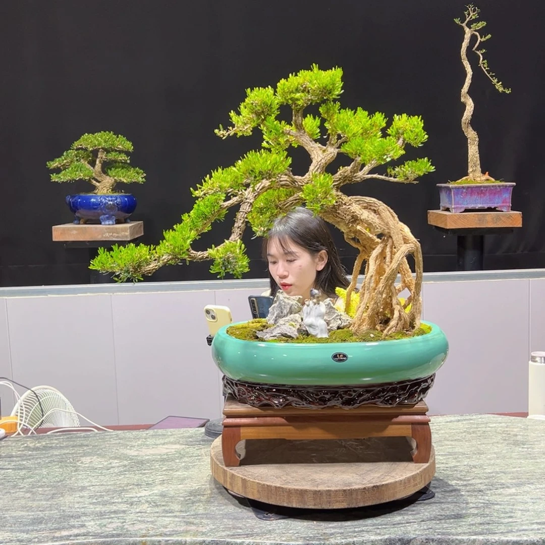 黄杨盆景老桩四季常青