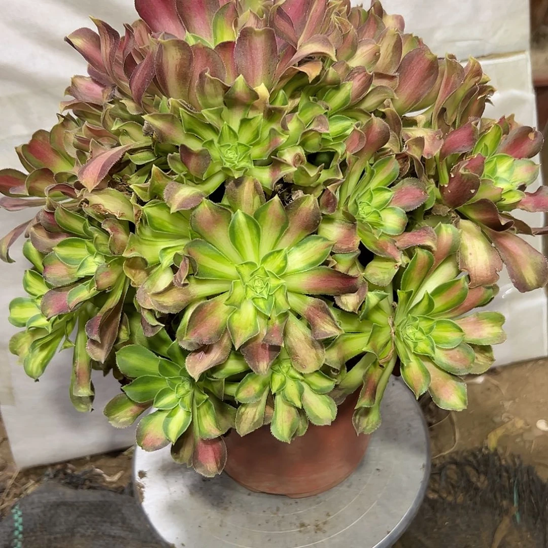 多肉328植物绍花法师