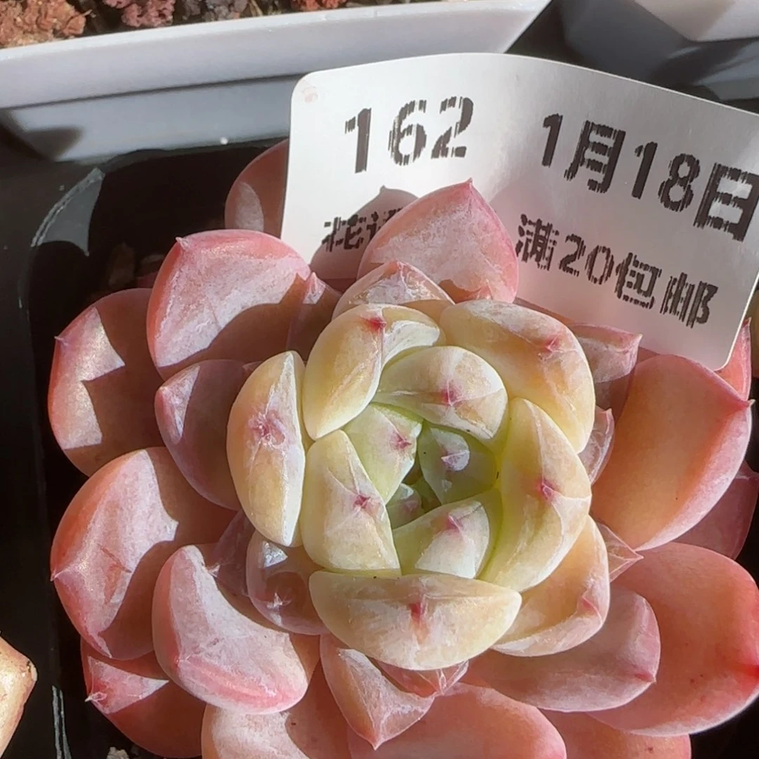 花语逸镜0118-162糖心