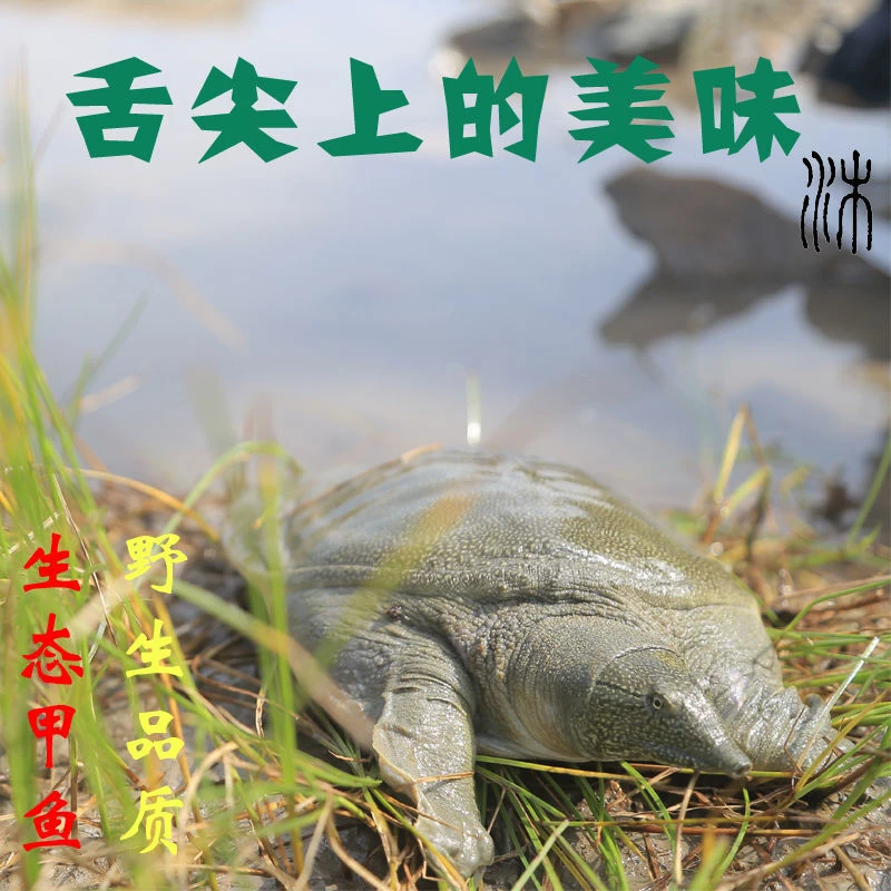 6只外塘大甲鱼 共7-6斤鲜活外塘甲鱼中华鳖青背水鱼生猛包活到家