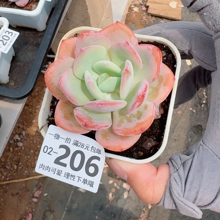 白月光无盆土发货多