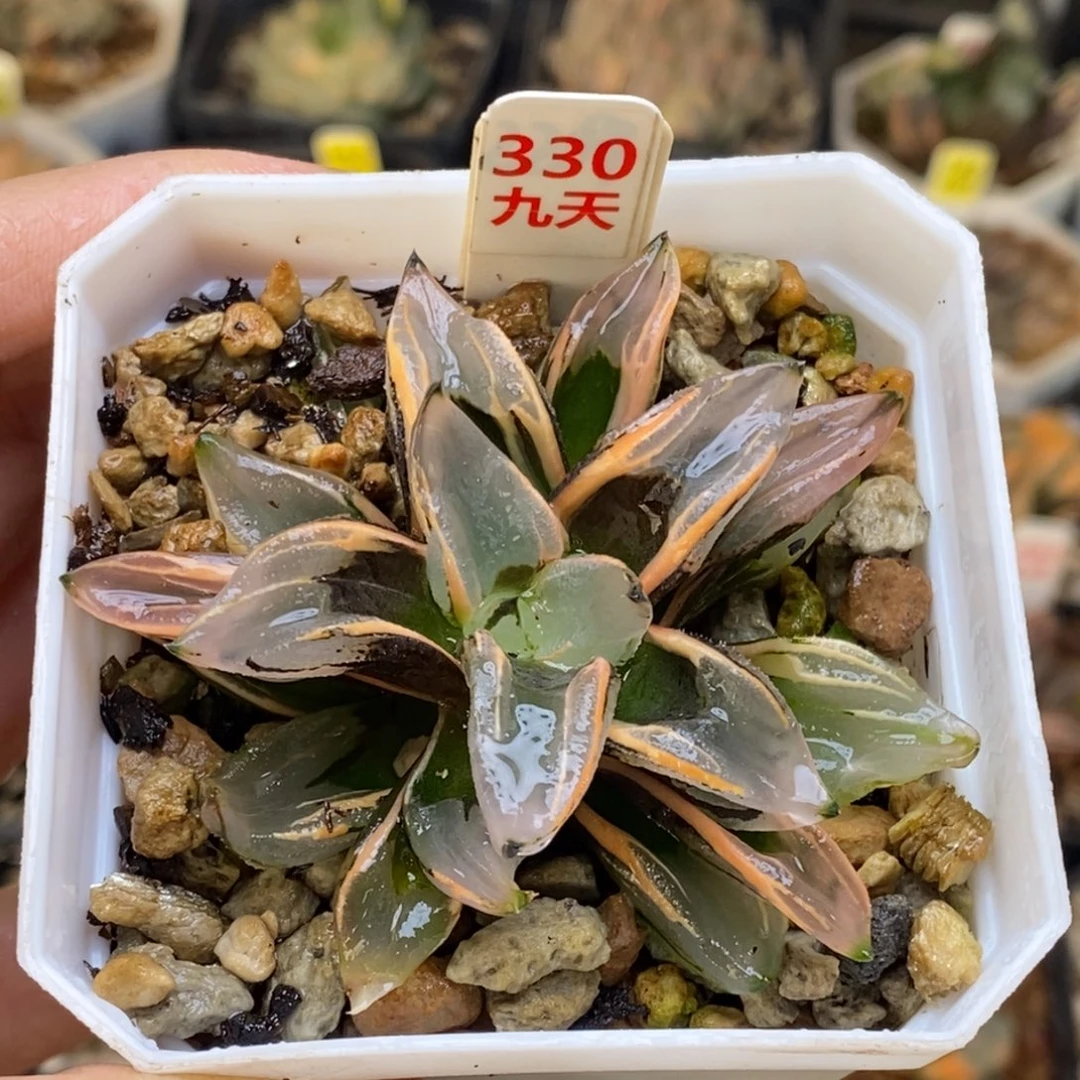 330号西瓜变异锦多肉