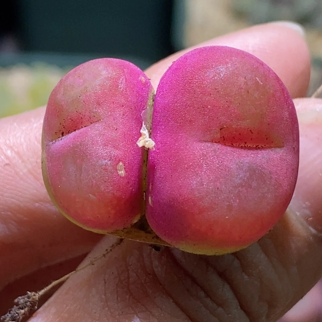 h k h k h k h k h k