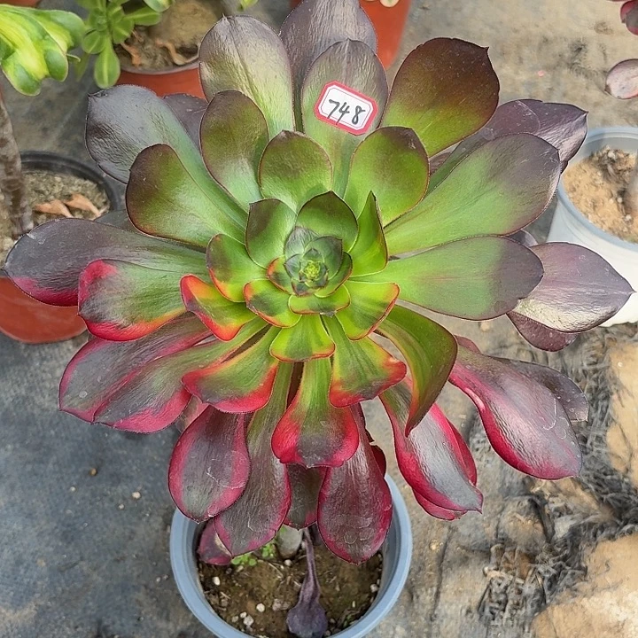 长腿巫毒七彩748多肉植物