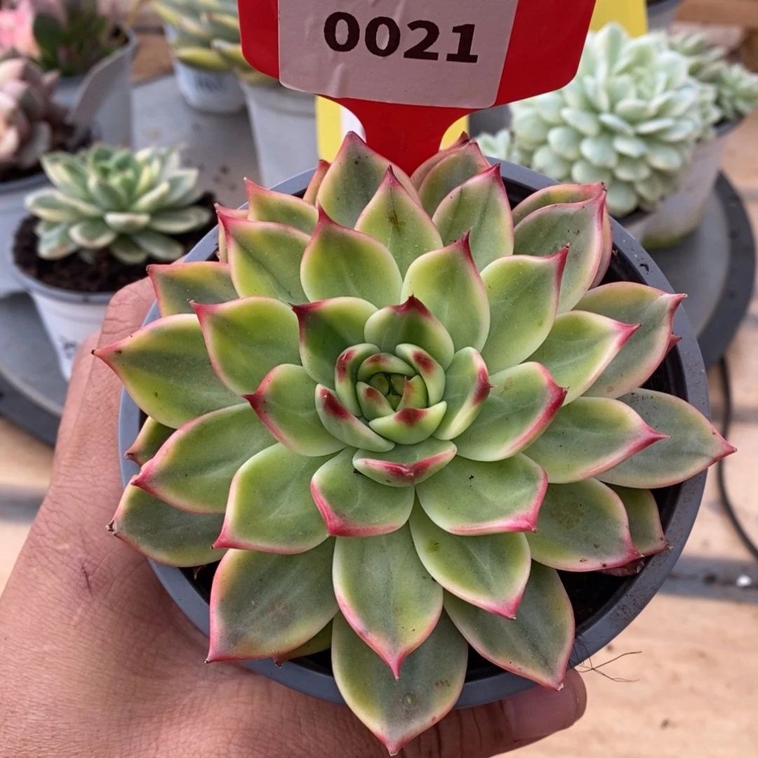 0021桃花哈哈哈哈哈